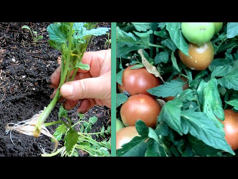 Обрезка помидор для максимального урожая!