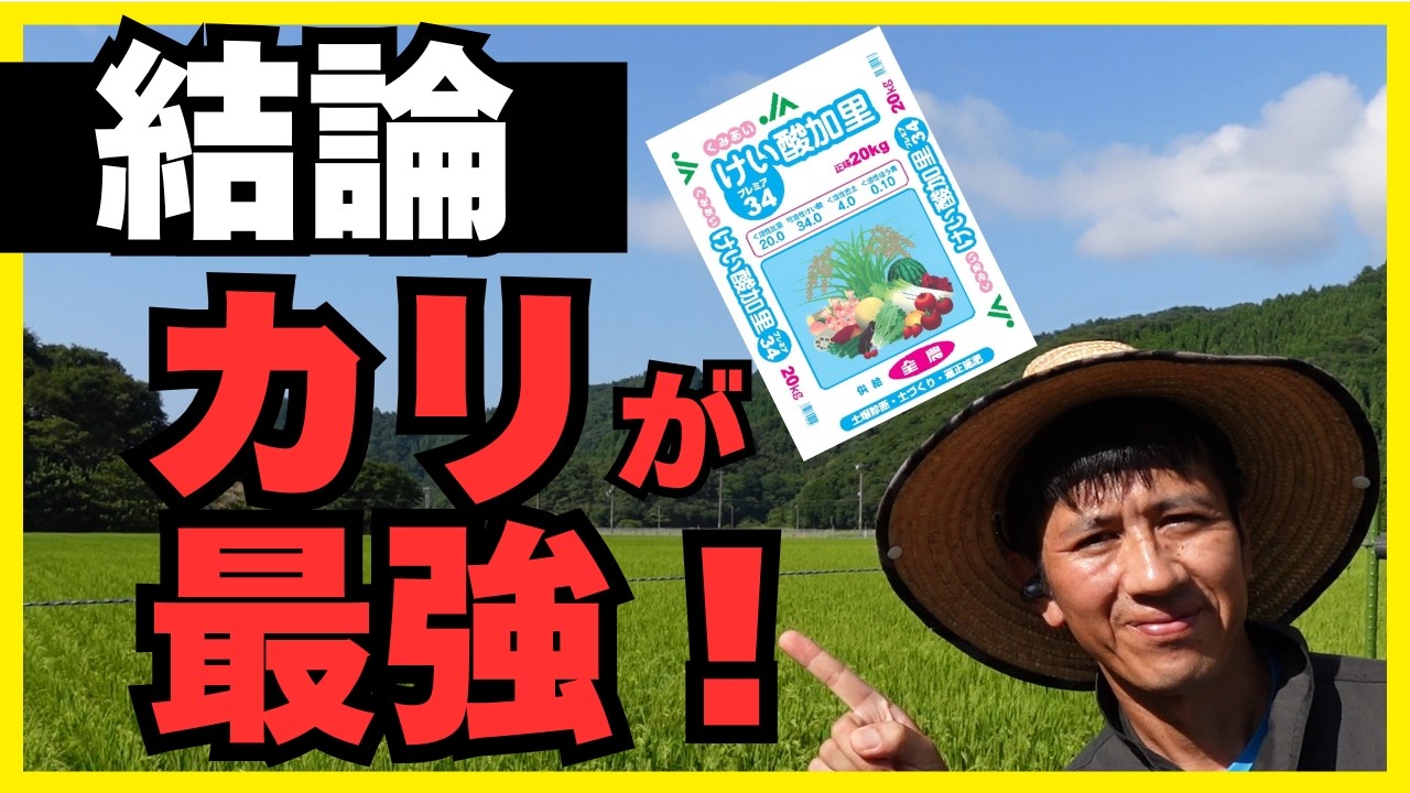 【稲作の常識が変わる】「カリ」を制する者が米作りを制す！倒伏・夏バテ・病気に勝つ戦略的使い方