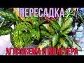 ПЕРЕСАДКА КОМНАТНЫХ ЦВЕТОВ/АГЛАОНЕМА И МОНСТЕРА