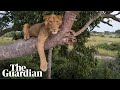 Researchers capture drone footage of African 'tree lions' in conservation study