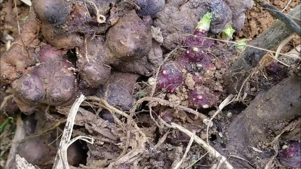 How to Plant Yacon YouTube