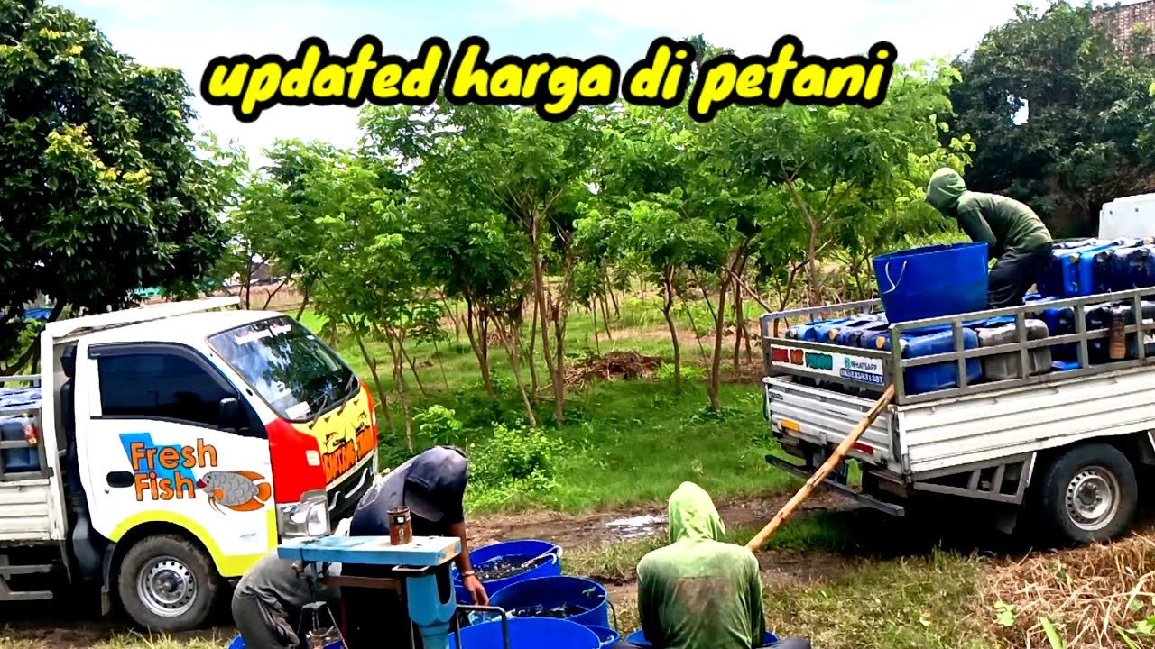 🔴Dua kolam cuman ke ambil 1,5 ton‼️