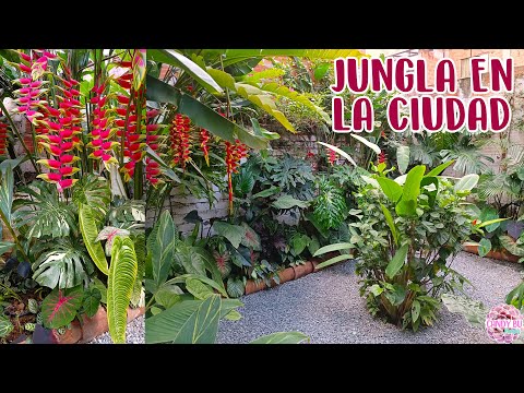 Vídeo: Què és una jungla de casa: com crear un disseny de jungla de plantes d'interior