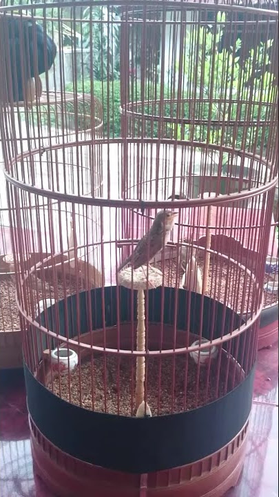 Bushlark SAMIN learn to fly (hovering)