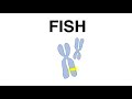 (한글자막) Stellaris RNA Fluorescence In Situ Hybridization FISH Probes