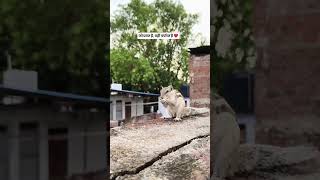 जो प्राप्त है, वही पर्याप्त है... ❤️ | Cute Squirrel Status #shorts