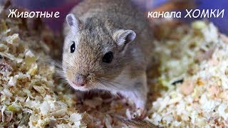 Кто у нас живёт кроме хомячков? Как дела у Заи? Кто у нас живёт кроме хомячков? Как дела у Заи?
