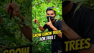 How to grow lemon trees for free? 🤔#gardening #lemon #shortsvideo