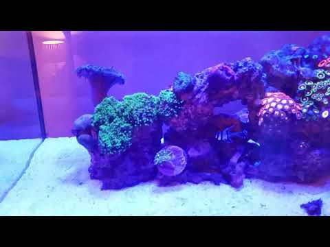 Nicrew hyper reef 50 watt marine light