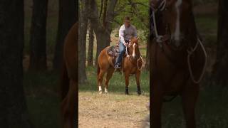 Reacting to traffic on the trail with your horse #applythemethod