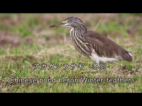 【冬羽】アカガシラサギ 地味で目立たない Chinese pond heron Winter feathers 野鳥撮影＆野鳥観察