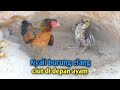 Burung elang mampus di hajar emanya ayam