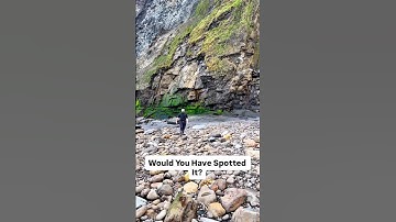 Exposing a Jurassic Belemnite (Squid-like creature) in a loose shale slab on a remote beach 🦑