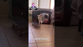 Котик-скейтбордист 😂❤️ #истории #история #новости #новость #shorts