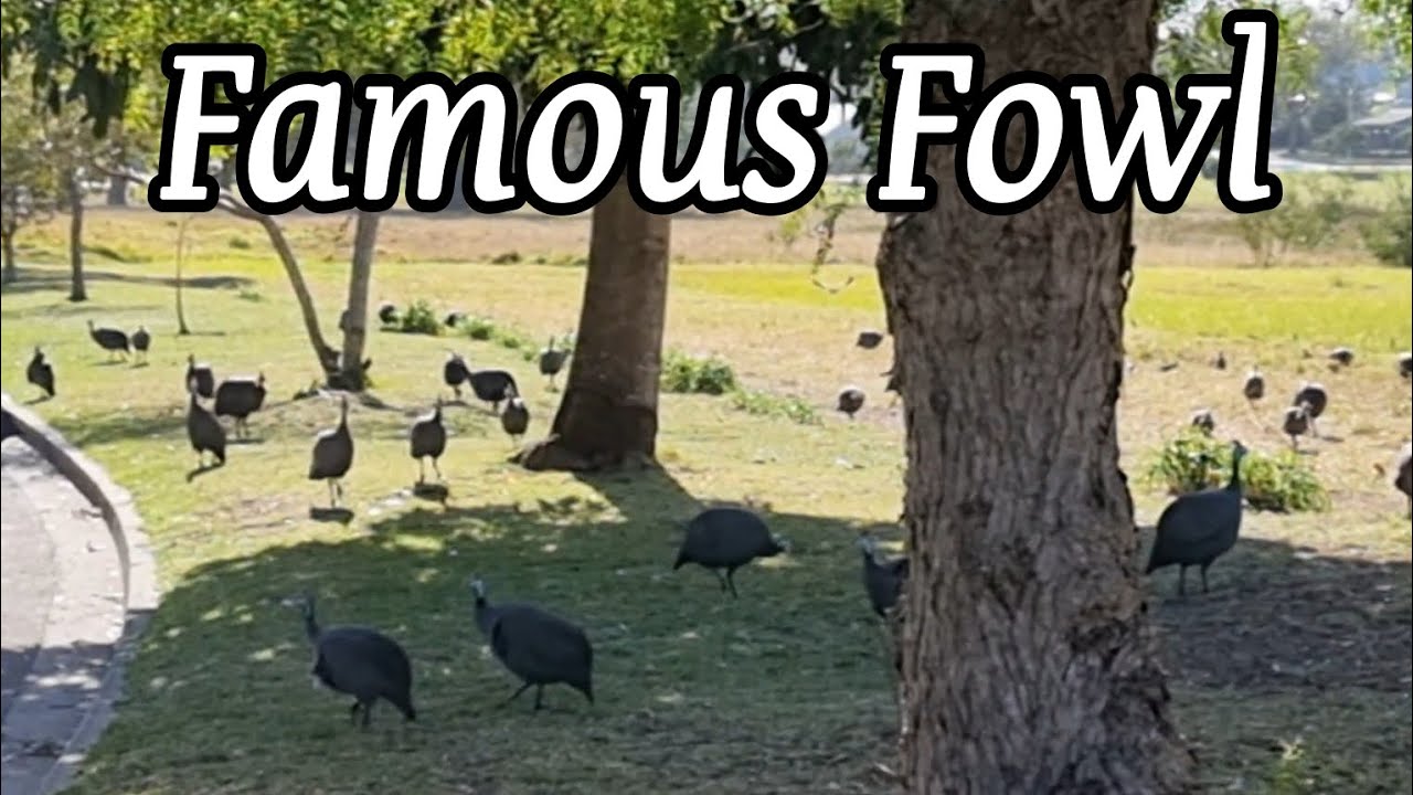 Guinea Fowl Guinea Choking On A Huge Corn Kernel YouTube Guinea fowl guinea choking on a huge corn kernel youtube