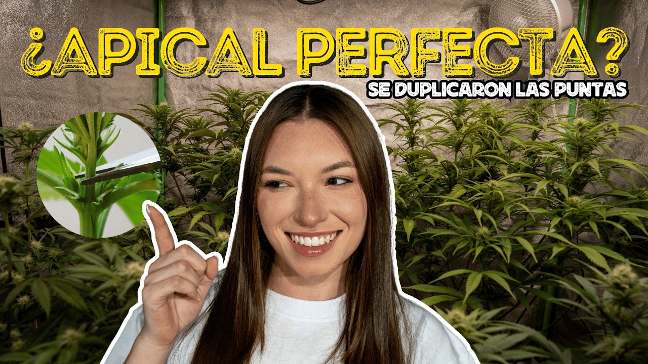 Poda Apical Cannabis: Cómo Duplicar tus Cogollos Principales 🌱