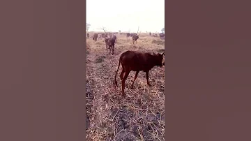 SALAMU KWA NELEMI MBASANDO 