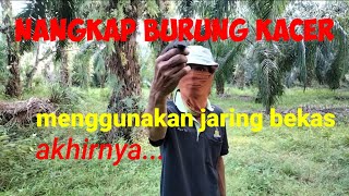 Memikat burung Kacer menggunakan jaring bekas.dapat Kacer dan Kolibri.