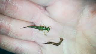 Damselfly Larvae and Diving Beetle Larvae