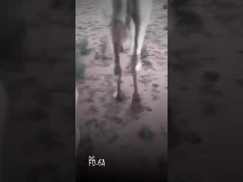 لاميعاد يسلينا