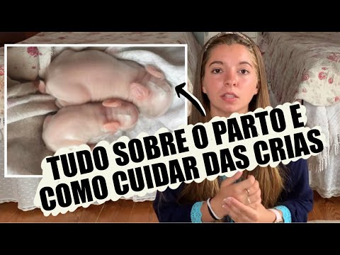 Vídeo: Por Que Os Coelhos Deixam Seus Filhos?