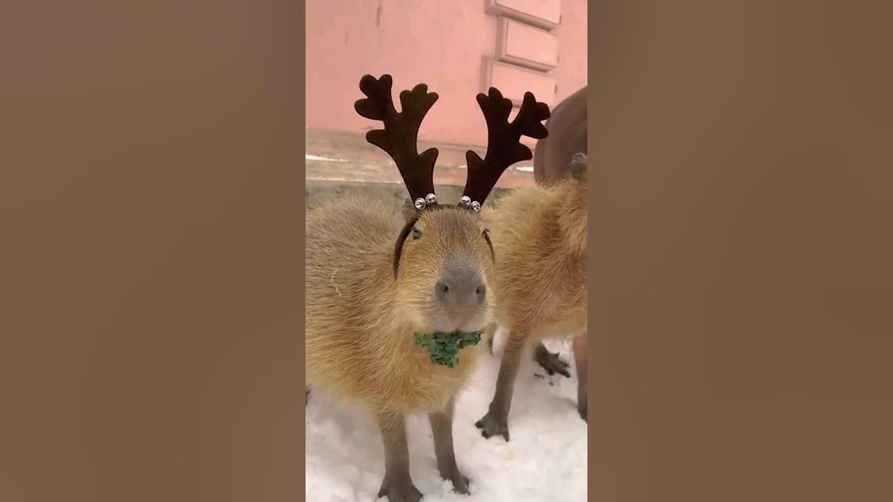 Капибара какие звуки. Капибара капыч. Капибара зубы. Капибара. Капибары в московском зоопарке.