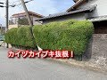 カイヅカイブキ生垣伐採・抜根！（宝塚市）