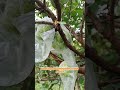 Pupuk Dan Obat Hama Jambu Paket Komplit AMPUH HASILNYA #pupuktopfarm #topfarm #shortvideo #jambu