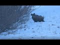 MONSTER WİLD BOAR HUNT2| CHASSE AU SANGLİER| AZILI DOMUZ AVI2