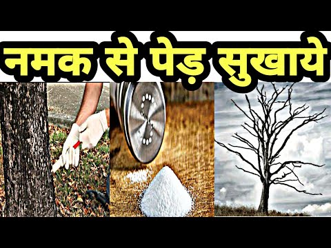 वीडियो: रोच को सुखाने के लिए नमक कैसे लगाएं