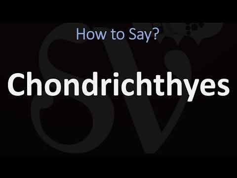 How to Pronounce Chondrichthyes? (CORRECTLY)