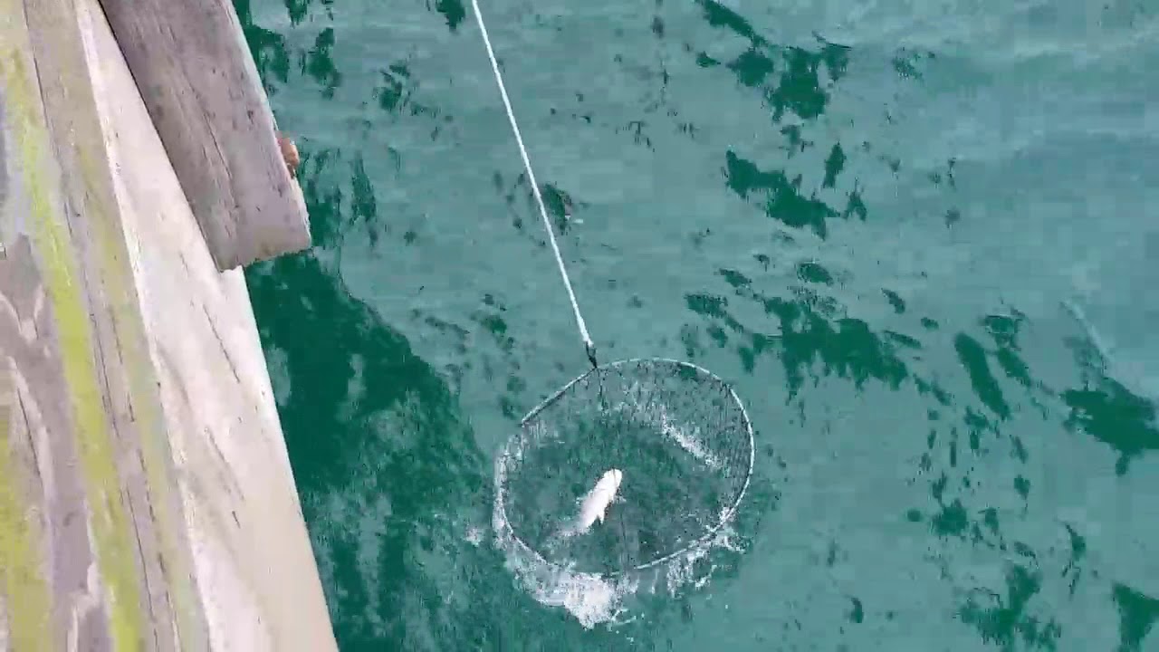 How to use a Bridge Net on a Fishing Pier 