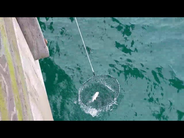 How to use a Bridge Net on a Fishing Pier 