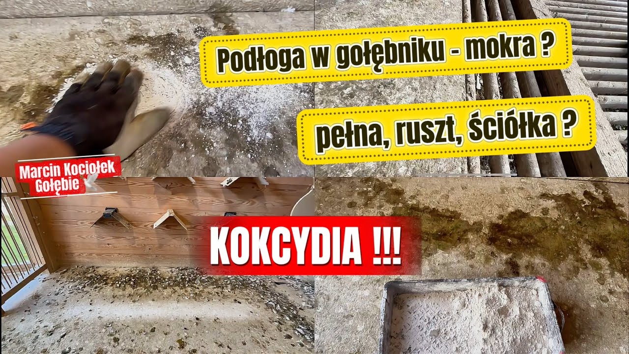 PODŁOGA W GOŁĘBNIKU‼️KOKCYDIA ‼️co najlepsze…??!!