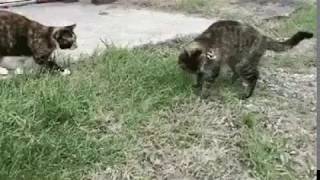 Мышь нападает на кошек