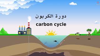 دورة الكربون في الطبيعة - مادة العلوم - The carbon cycle