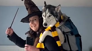This Husky Thinks He's HARRY POTTER | Funniest Pets Of The Month by The Pet Collective 7,741 views 1 month ago 20 minutes