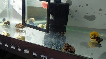 Cá la hán khỉ đỏ - khỉ đỏ bột - Thành Hiếu Official