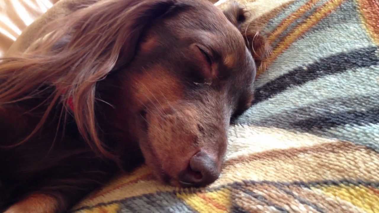 ペット 犬 かわいい動画 ミニチュアダックスフンド チョコ My Very Cute Dog Youtube