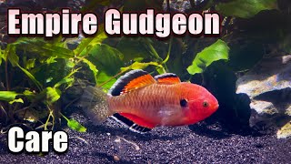 The Show Stopper  Empire Gudgeon Care