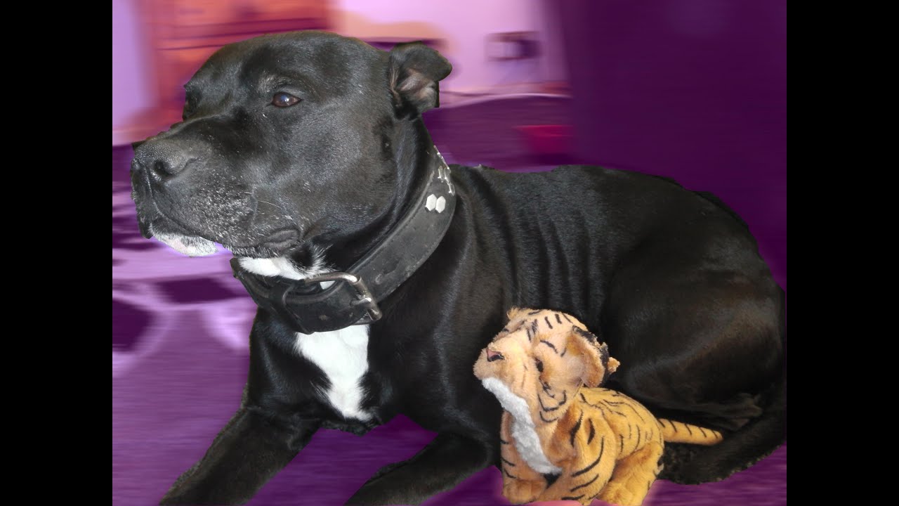 Dog Thinks Toy Is His Puppy YouTube