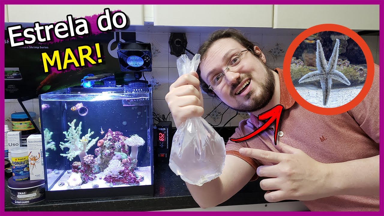 Coloquei uma ESTRELA no Aquário Marinho BARATO!