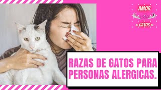 Razas de gatos 🐱🐱para personas alérgicas. 😷🤧