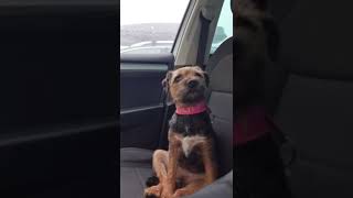 Border Terrier is hoping for a brother