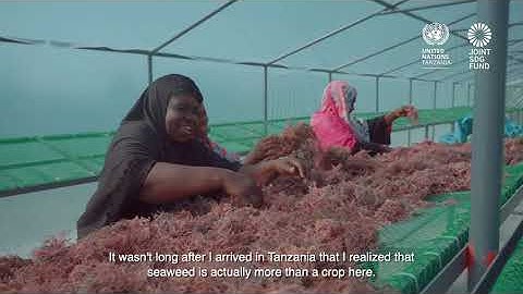UN Resident Coordinator Susan Ngongi Namondo visits Seaweed Farmers in Zanzibar