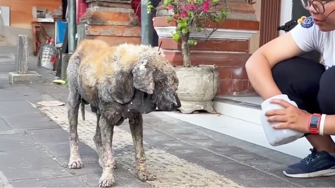 10 Year-Old-Dog Begged Owner to let him Guard the Store and Not Kick him Away