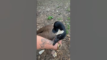 Canada Geese are the most peaceful birds! PROVE ME WRONG PT-10 #dangerous #goose #funny