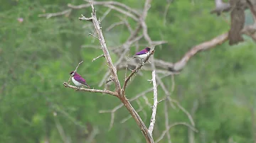 Violet-backed Starling (Cinnyricinclus leucogaster) males, iMfolozi (South Africa) 25-11-2022