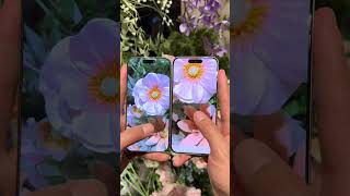 Flower photography makes a comeback