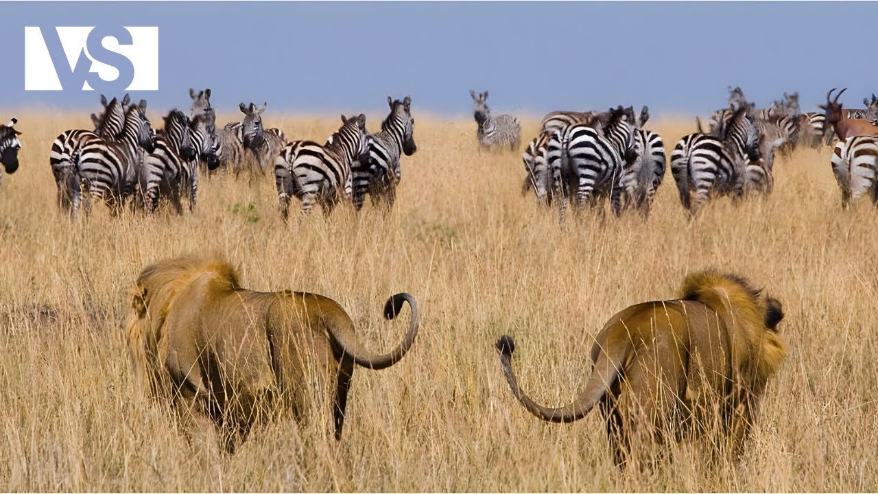 DZIKI KANGA PAN | Przetrwanie na Granicy w Ostatniej Oazie Afryki – Film Dokumentalny o Zwierzętach